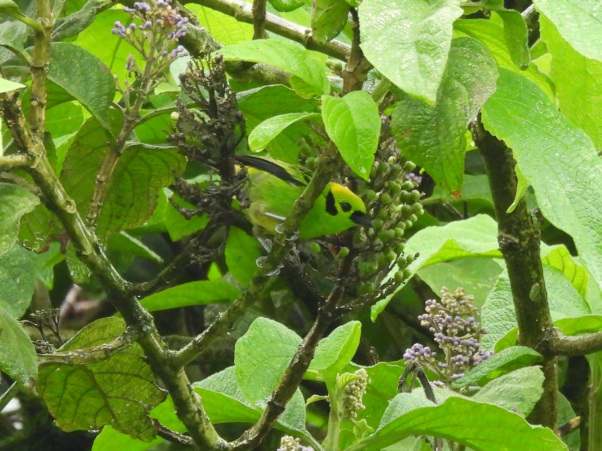 Emerald Tanager - ML637349756