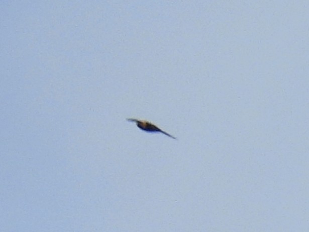 Chestnut-collared Swift - ML637349761