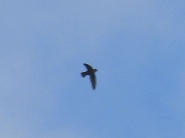 Chestnut-collared Swift - ML637349762