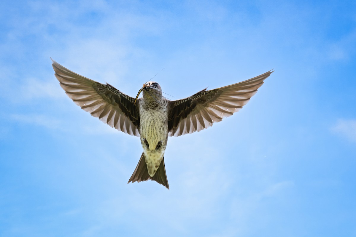 Purple Martin - ML637349779