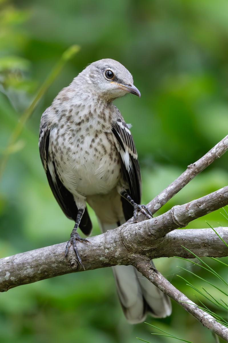 Northern Mockingbird - ML637349790