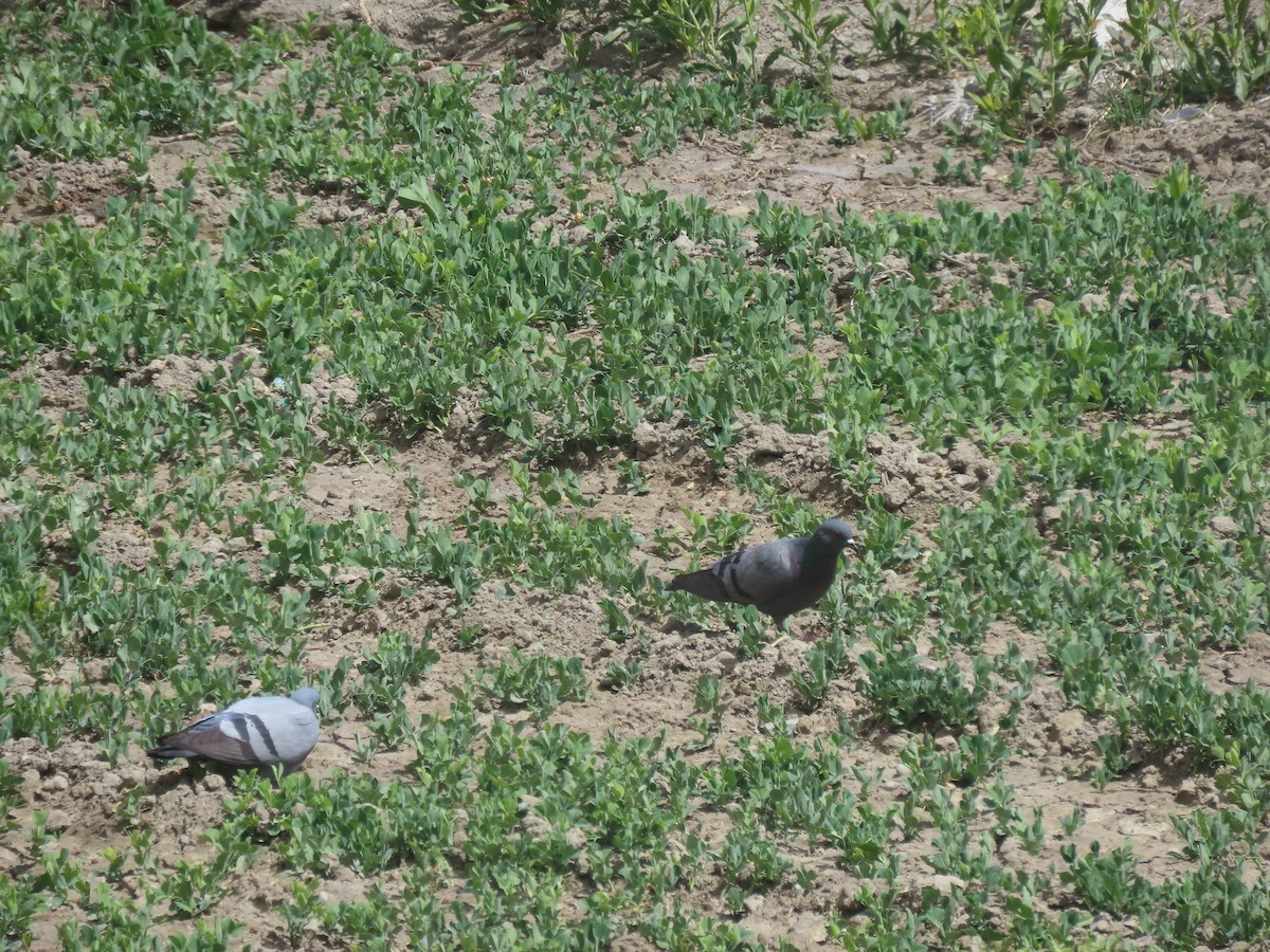 Pigeon des rochers - ML637349794