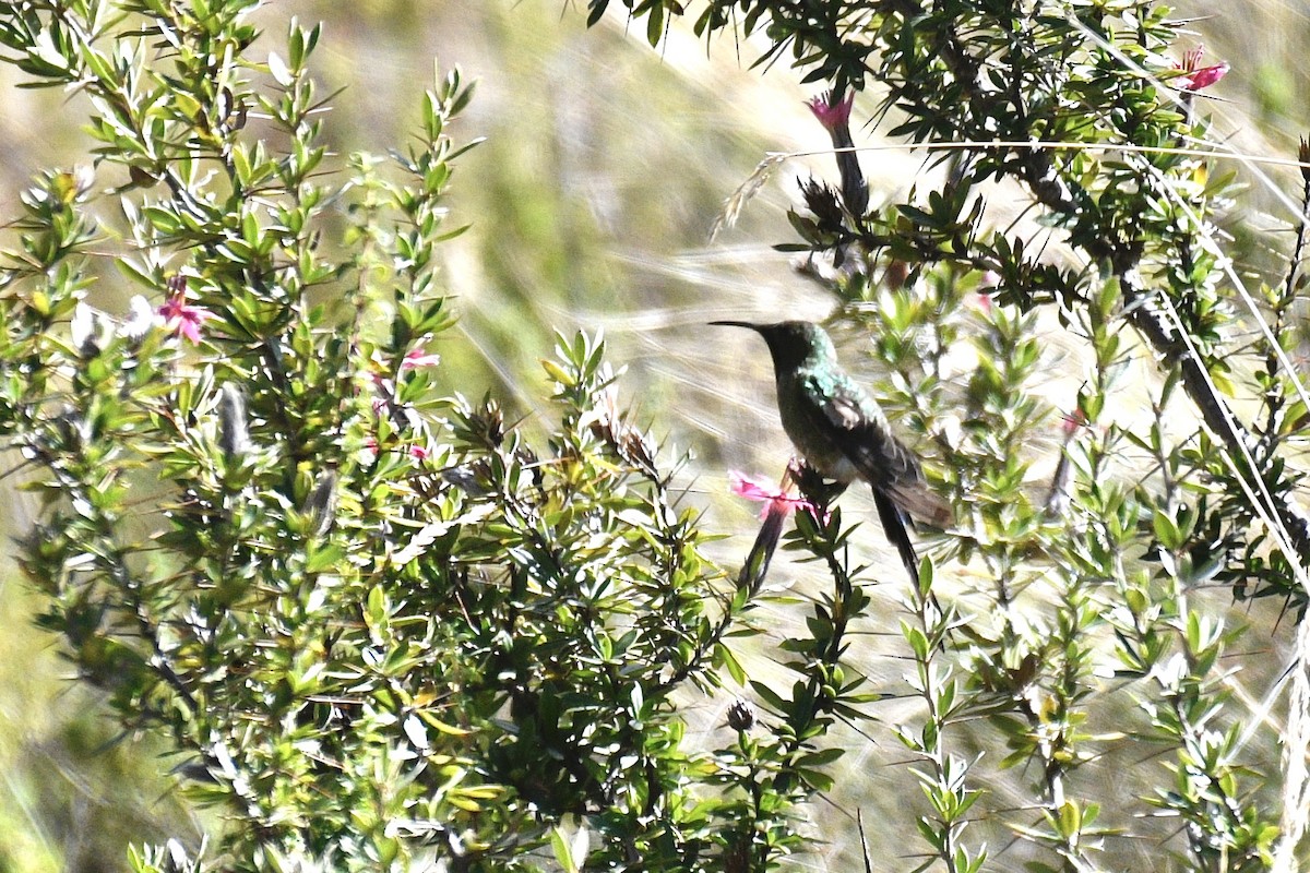 Black-tailed Trainbearer - ML637349824