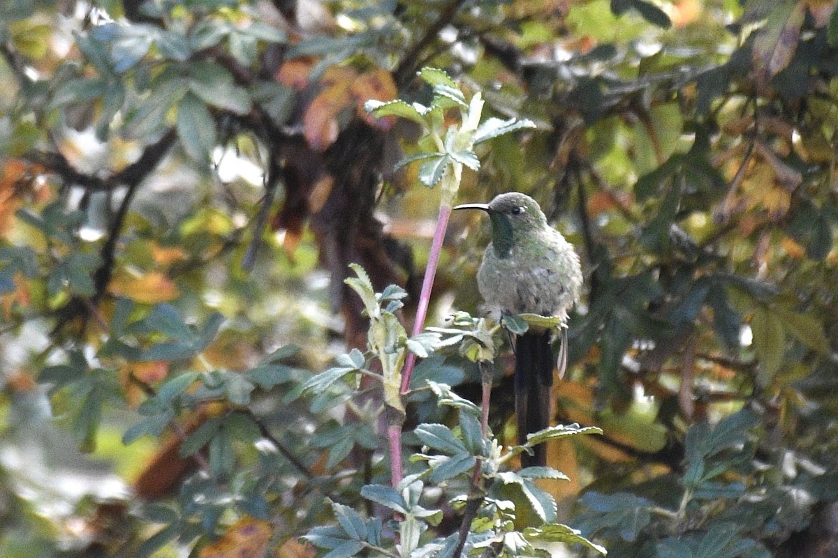 Black-tailed Trainbearer - ML637349859
