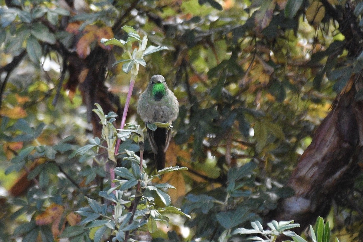 Black-tailed Trainbearer - ML637349862
