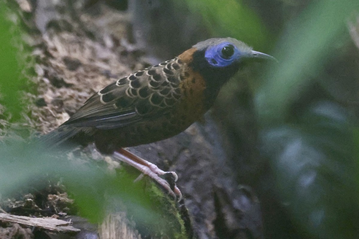 Ocellated Antbird - ML637349962