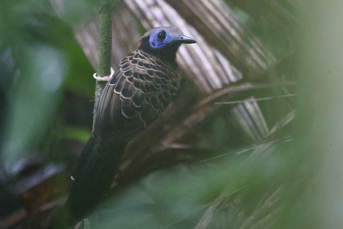 Ocellated Antbird - ML637349963