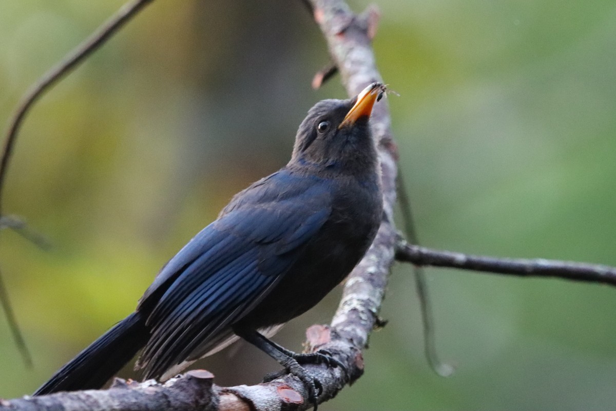 Unicolored Jay - ML637349984
