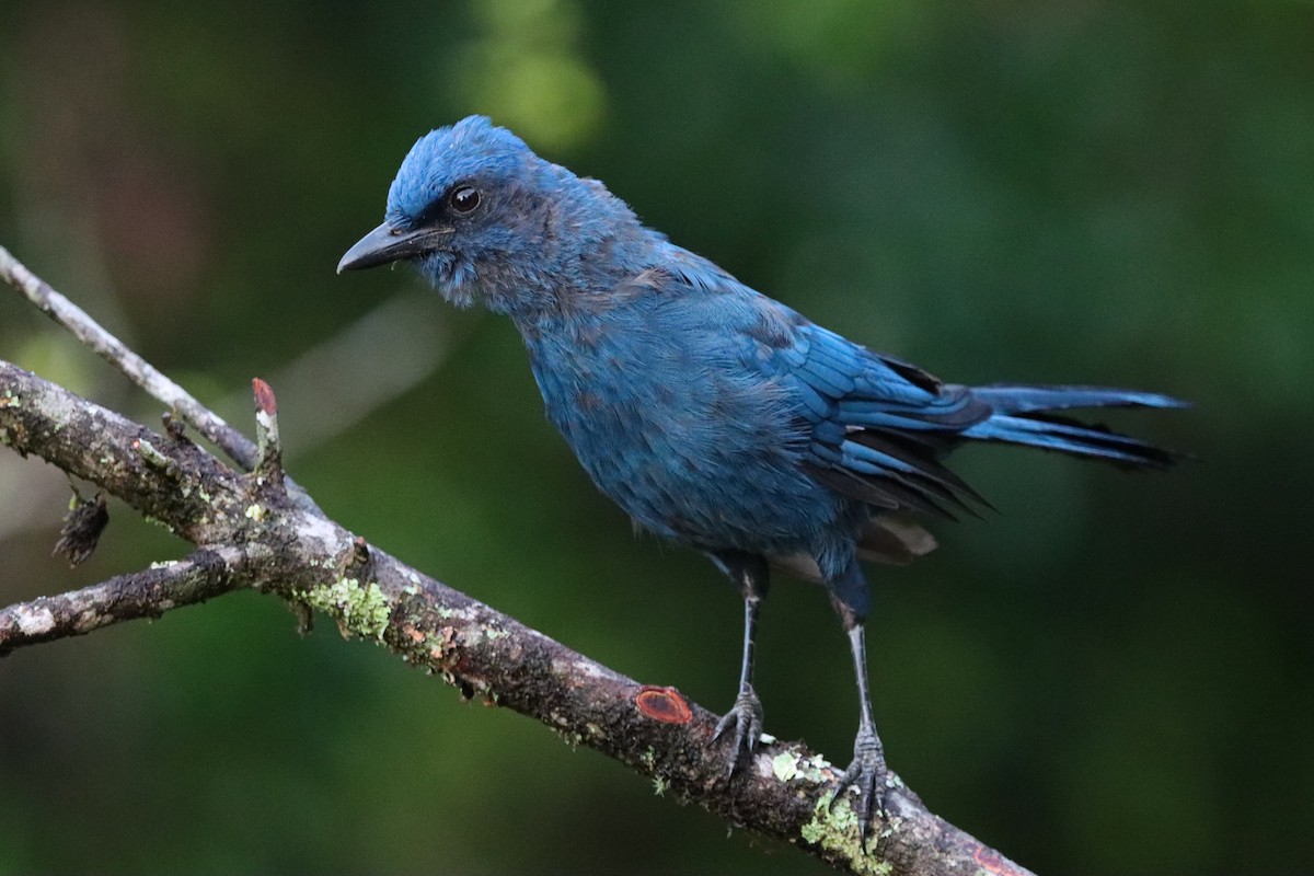 Unicolored Jay - ML637349985