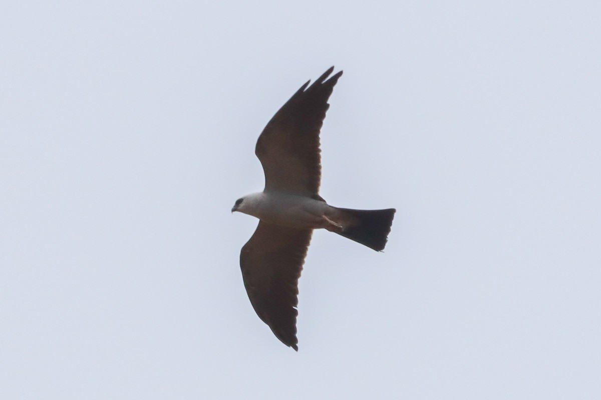 Mississippi Kite - ML637350047