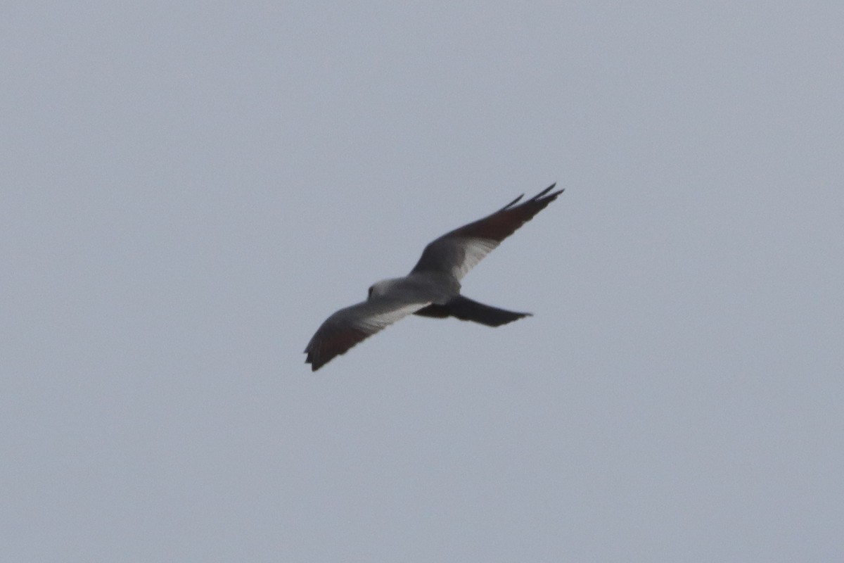 Mississippi Kite - ML637350048