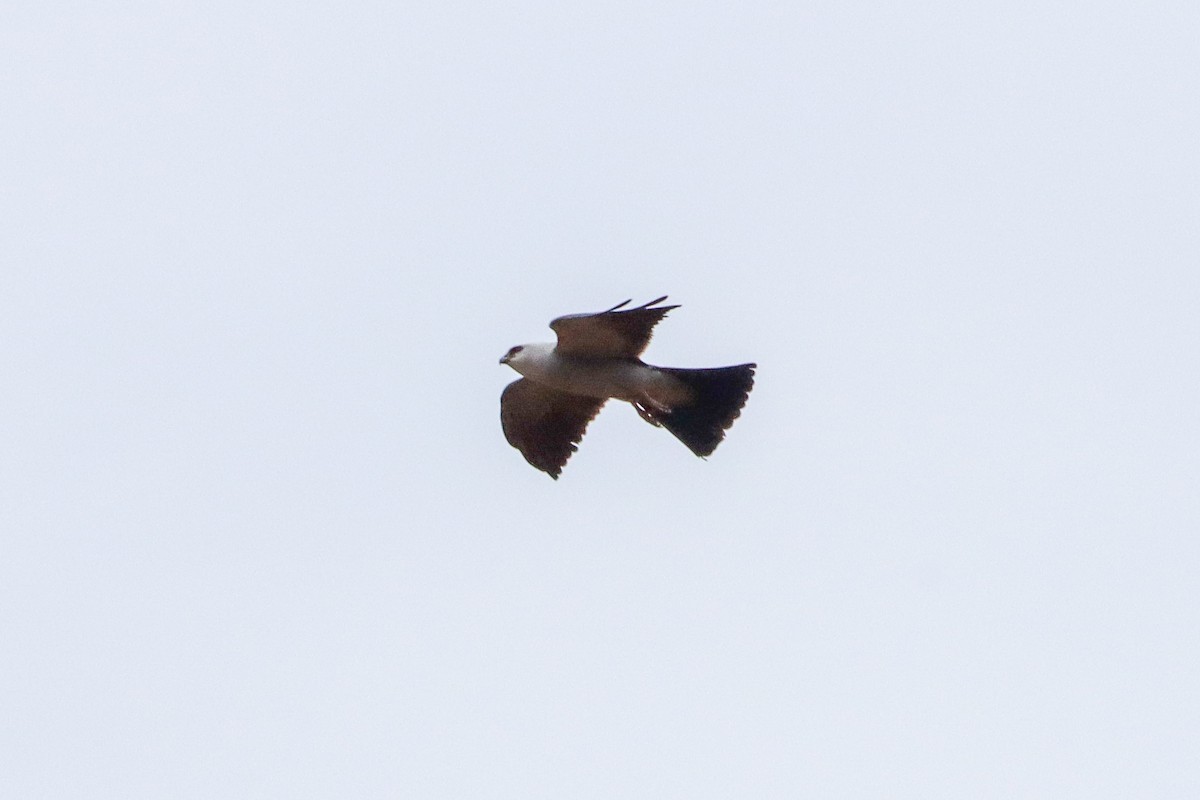 Mississippi Kite - ML637350049