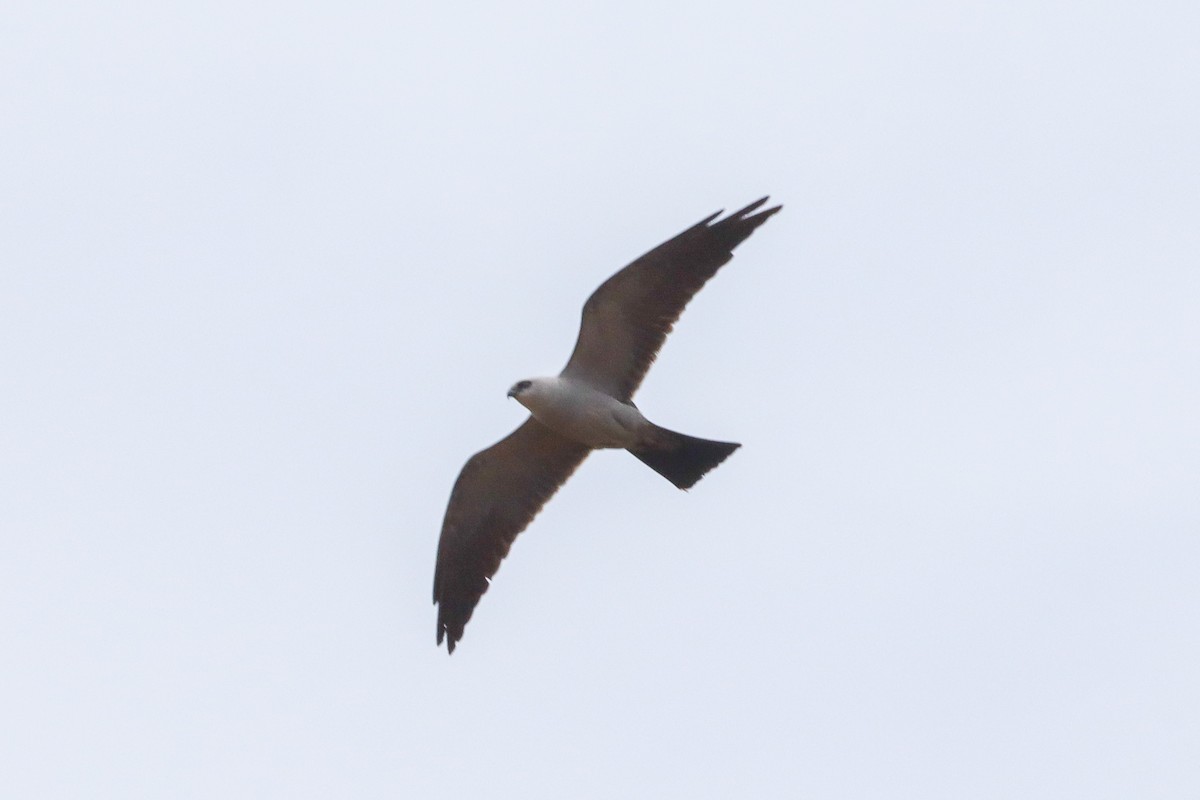 Mississippi Kite - ML637350050