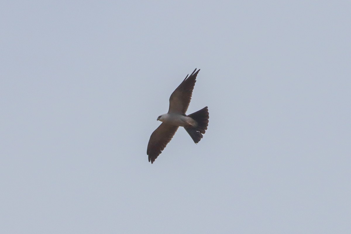 Mississippi Kite - ML637350051