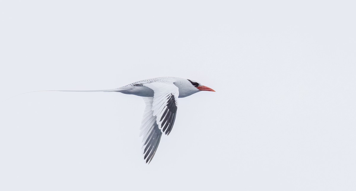 Red-billed Tropicbird - ML637350084