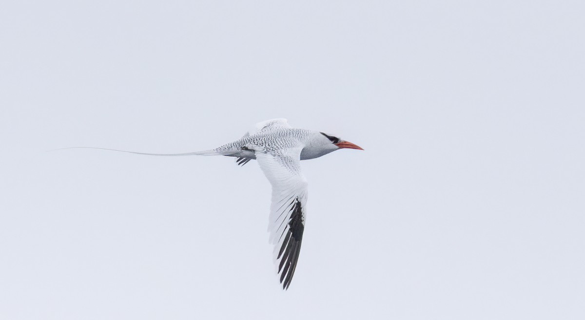 Red-billed Tropicbird - ML637350085