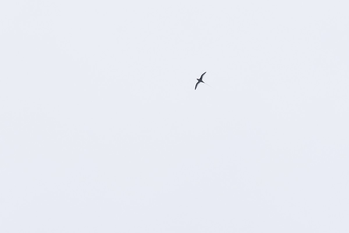 Red-billed Tropicbird - ML637350086