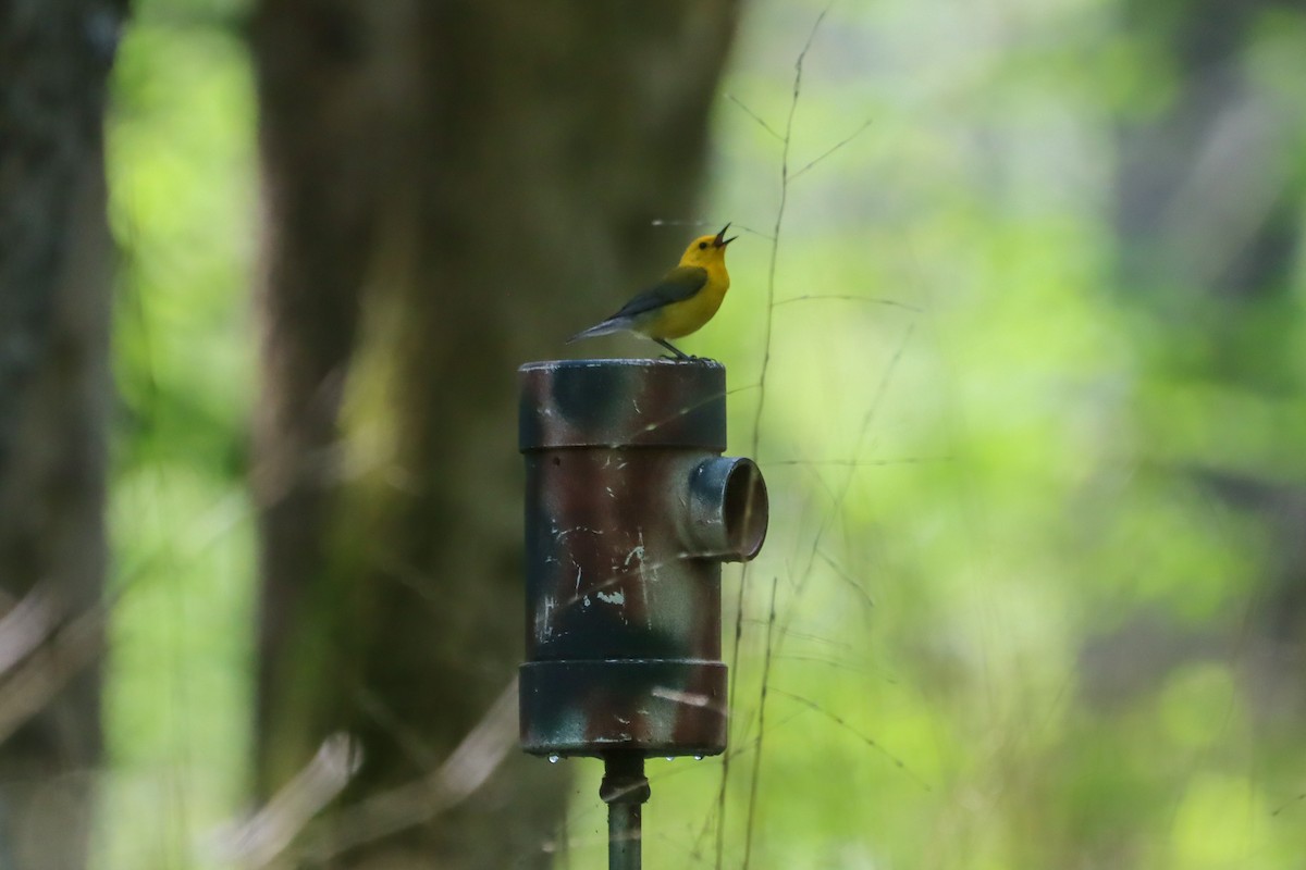Prothonotary Warbler - ML637350088