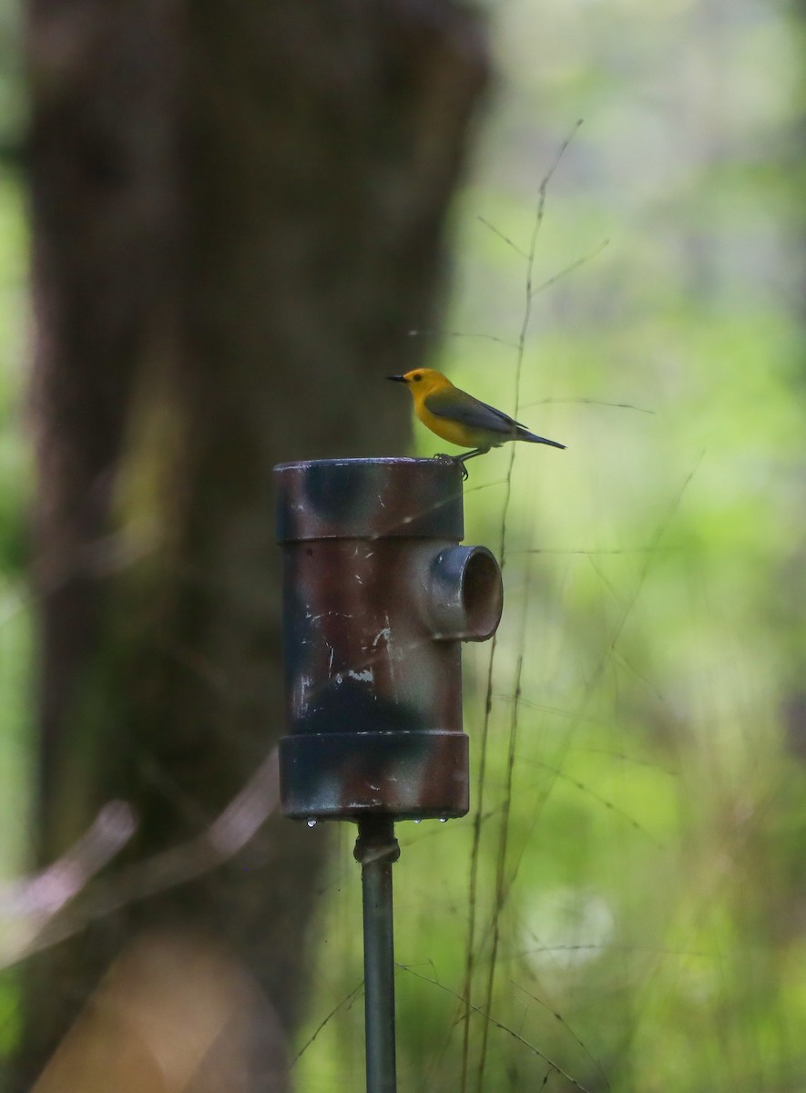 Prothonotary Warbler - ML637350091
