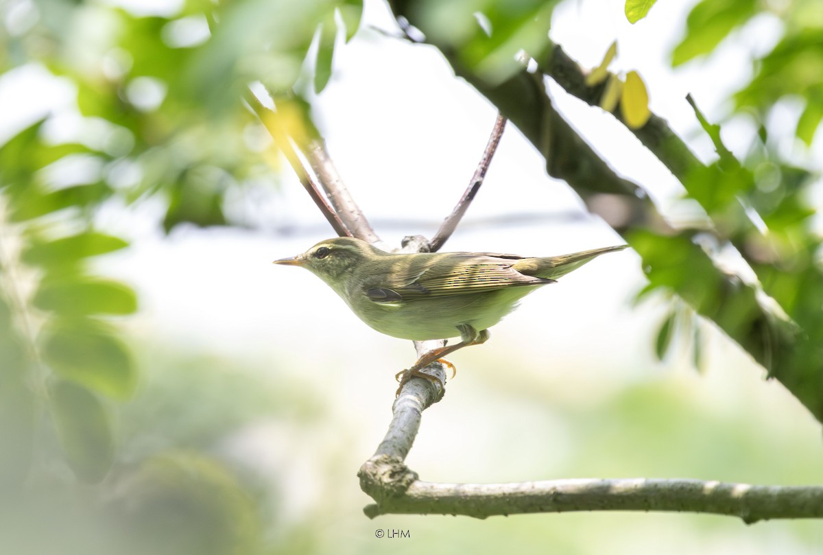 Kamchatka Leaf Warbler - ML637350135