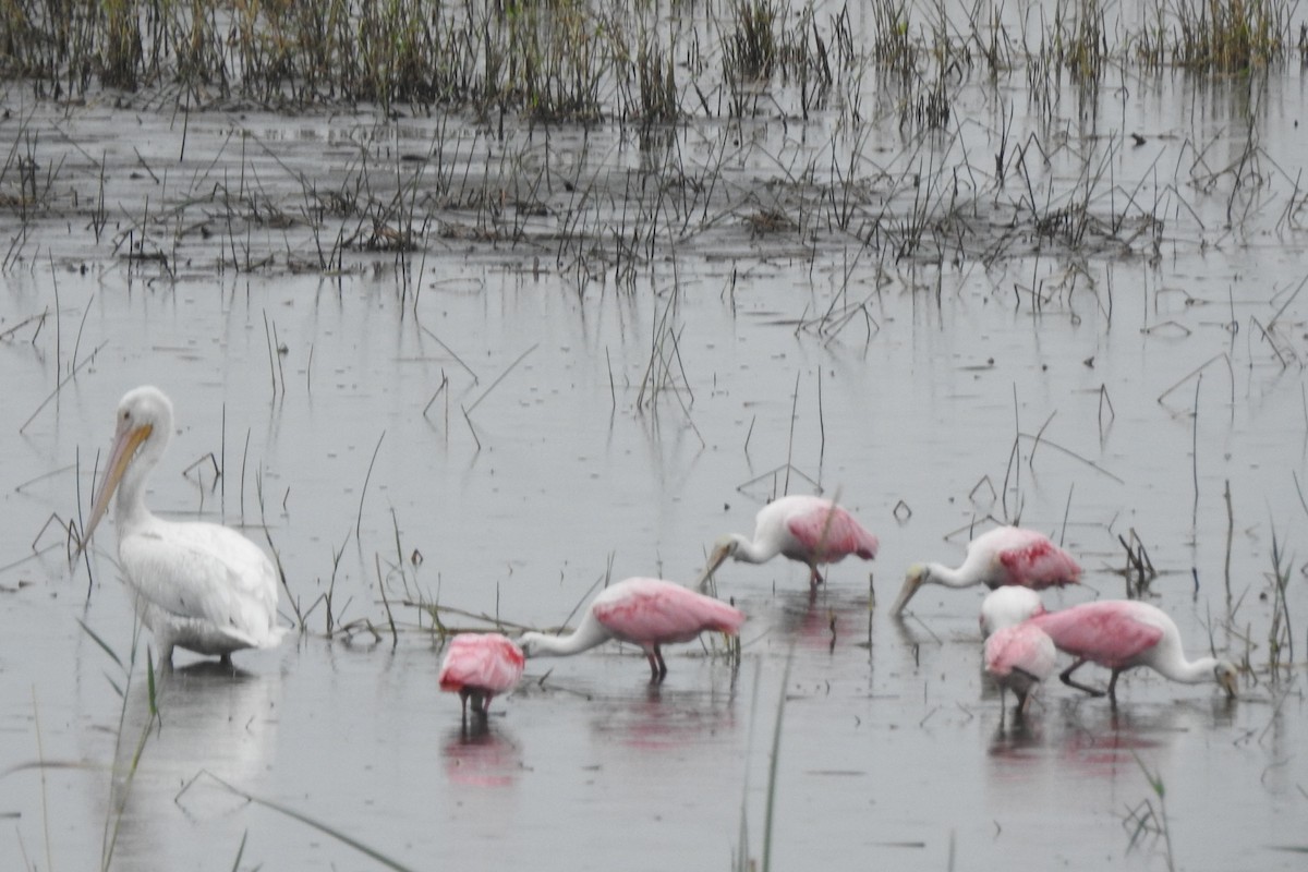 Roseate Spoonbill - ML637350136