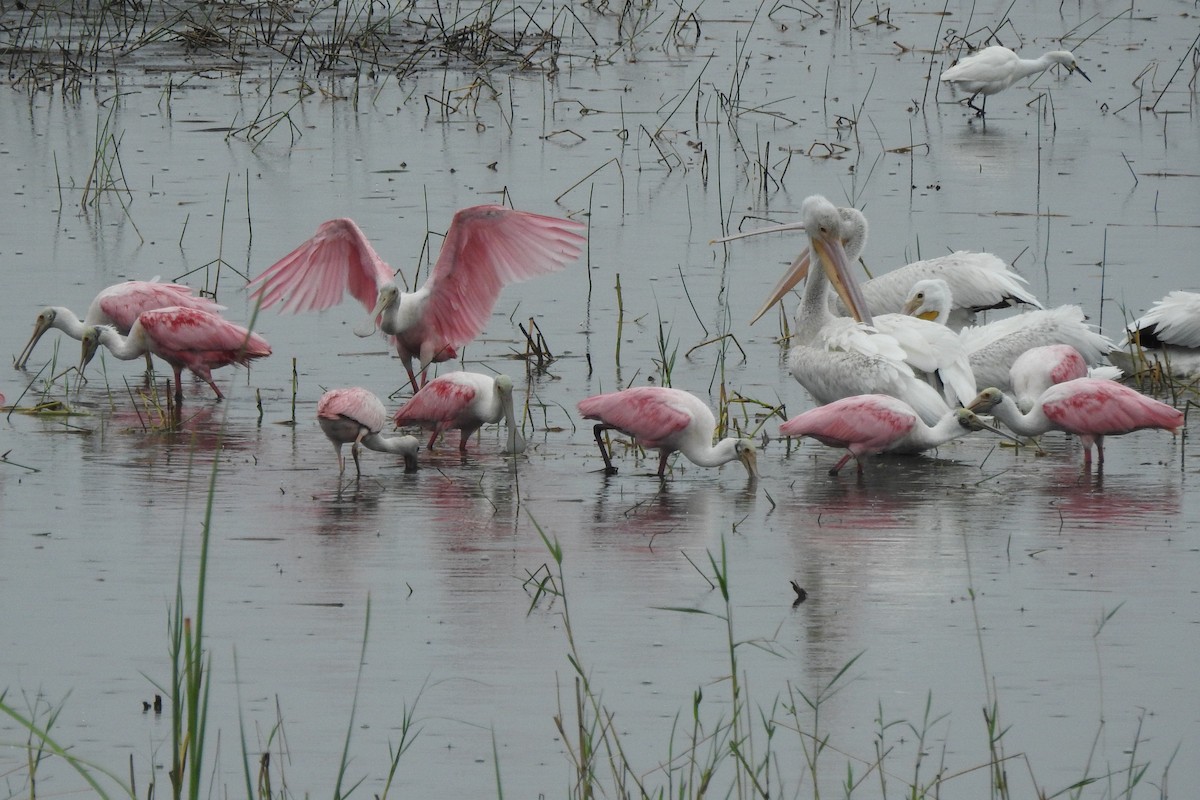 Roseate Spoonbill - ML637350138