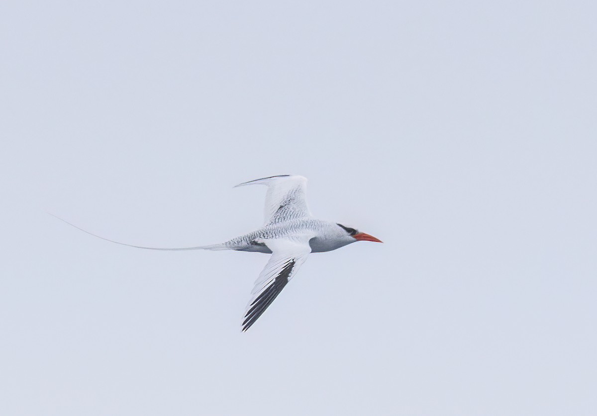Red-billed Tropicbird - ML637350169