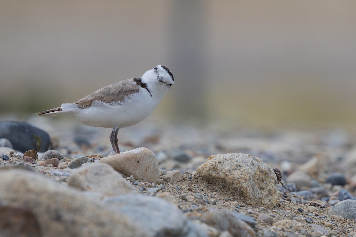 Snowy Plover - ML637350171