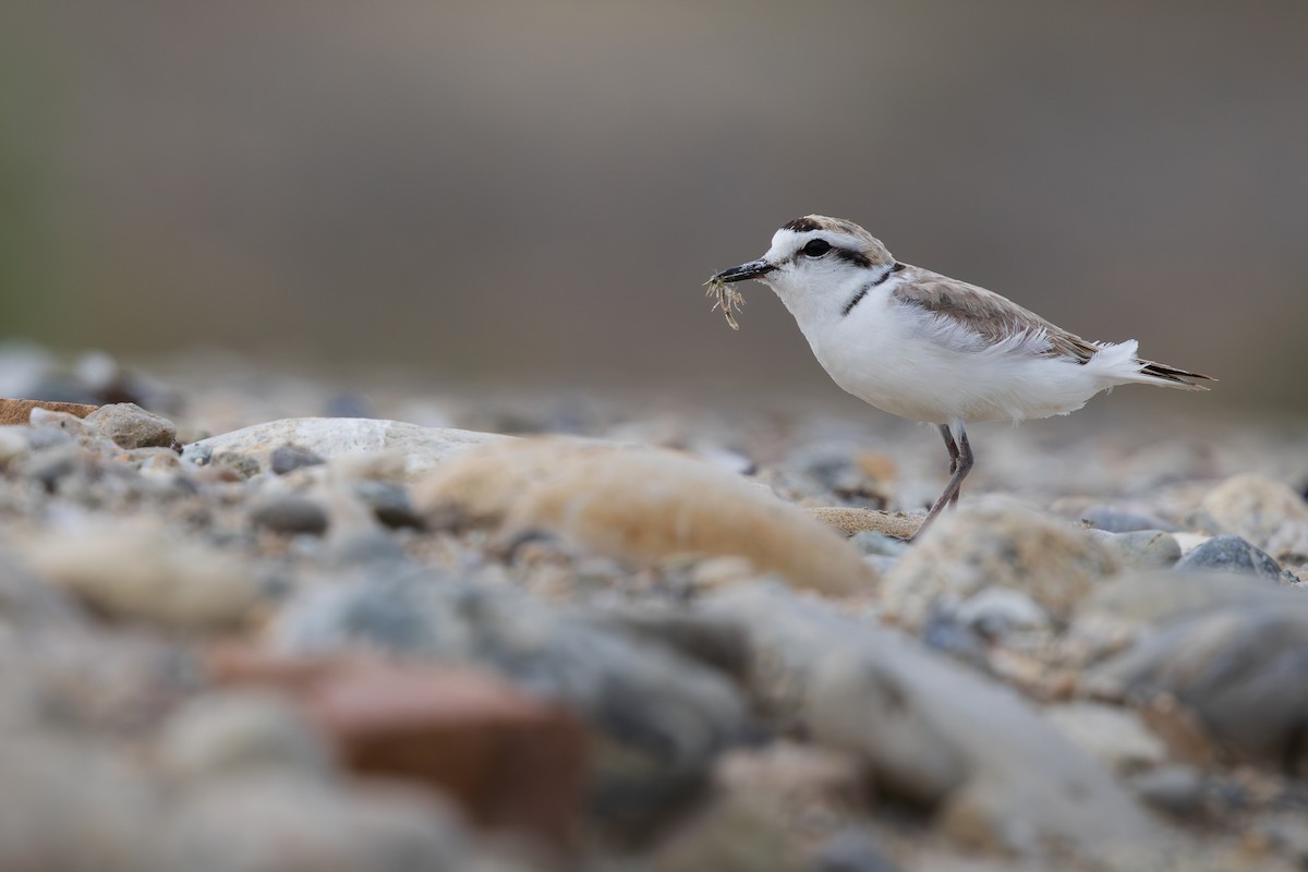 Snowy Plover - ML637350173