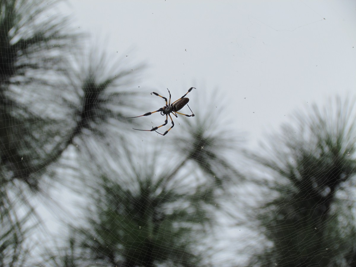 Insects - Ray Duffy