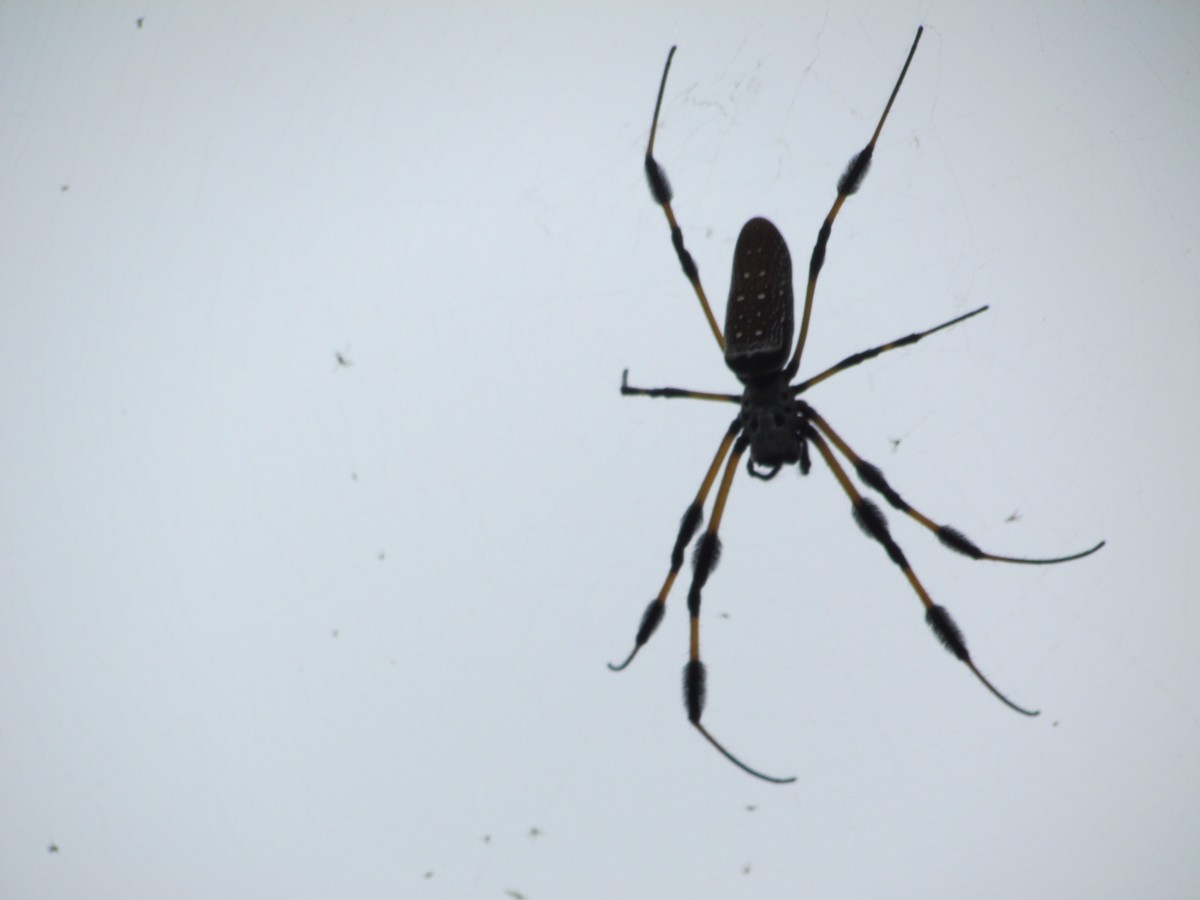 Golden Silk Spider - Ray Duffy