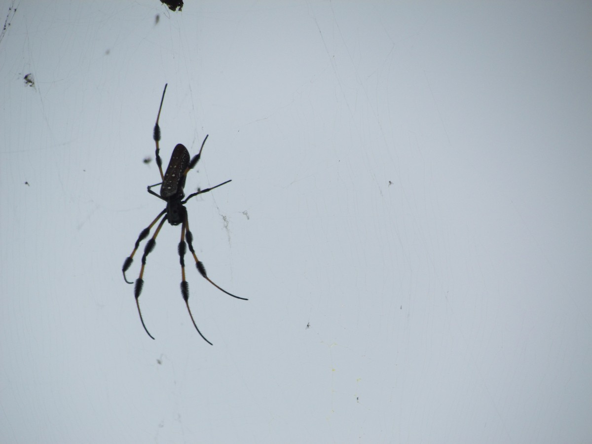 Golden Silk Spider - Ray Duffy