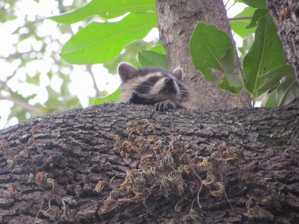 Common Raccoon - Ray Duffy