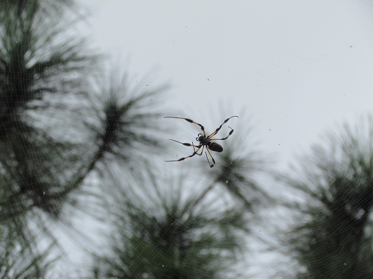 Golden Silk Spider - Ray Duffy