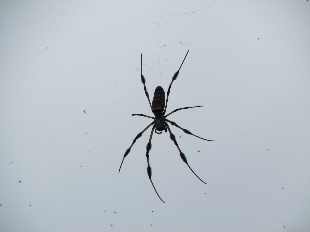 Golden Silk Spider - Ray Duffy