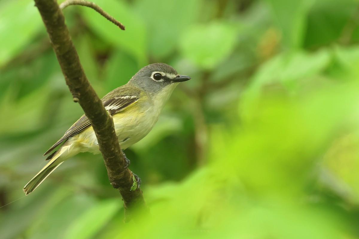 Blue-headed Vireo - Aaron Graham