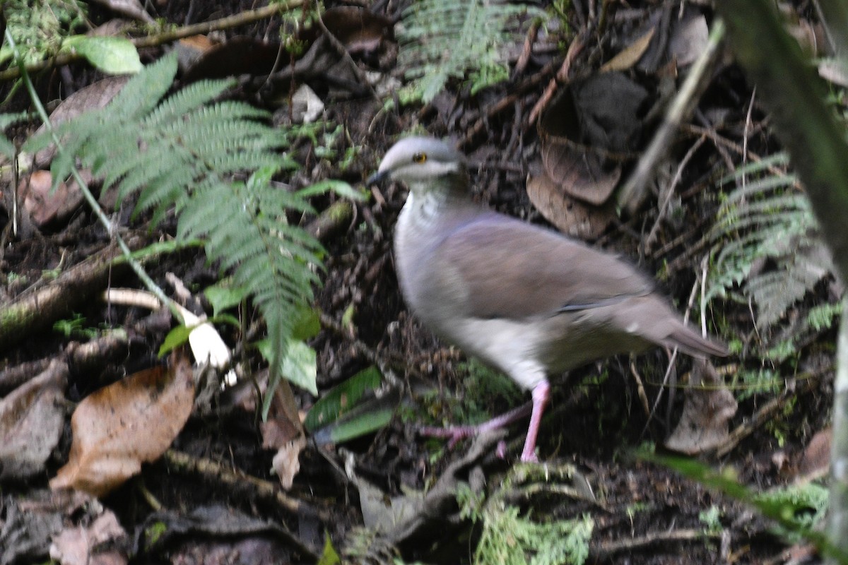 White-throated Quail-Dove - ML637350188
