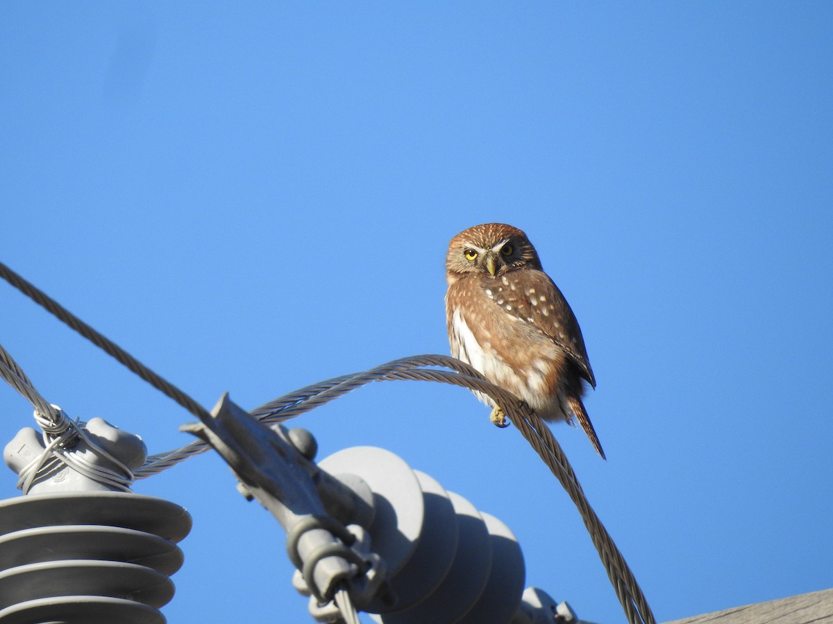 Austral Pygmy-Owl - ML637350222