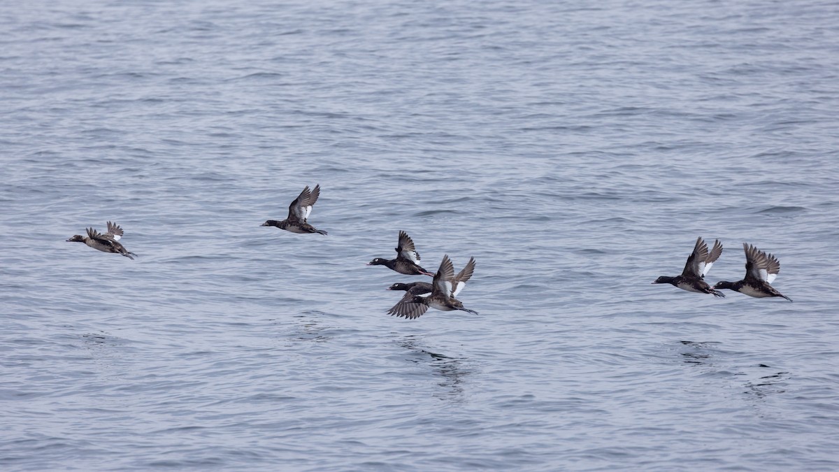 White-winged Scoter - ML637350254