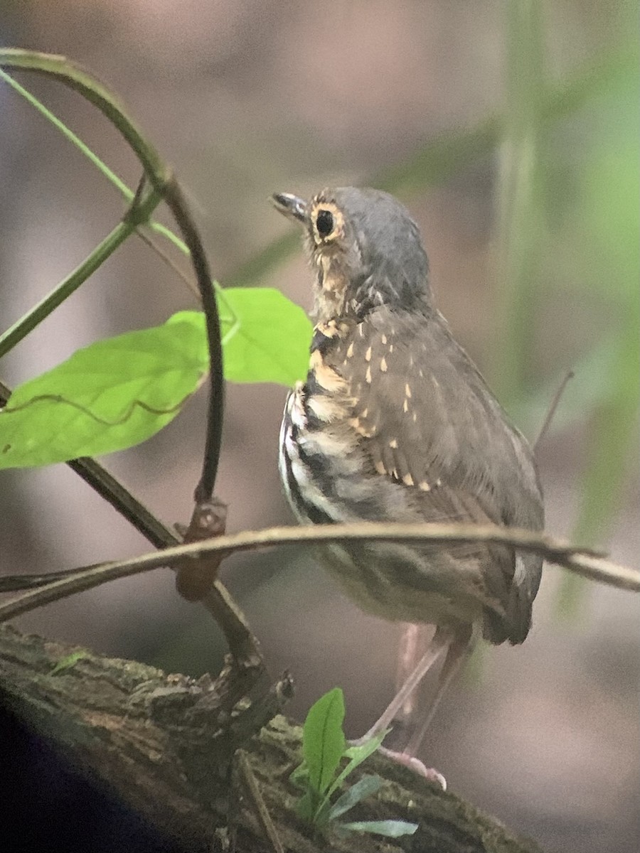 Streak-chested Antpitta - ML637350271