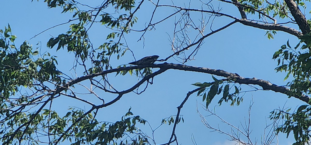 Common Nighthawk - ML637350291