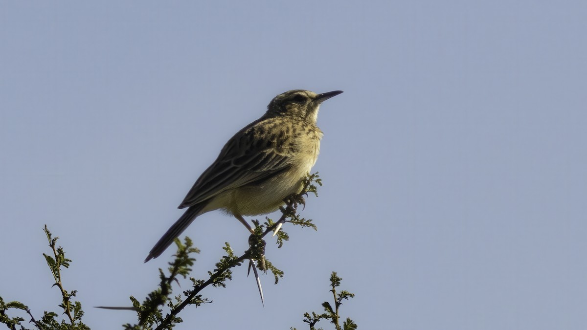 Short-clawed Lark - ML637350293