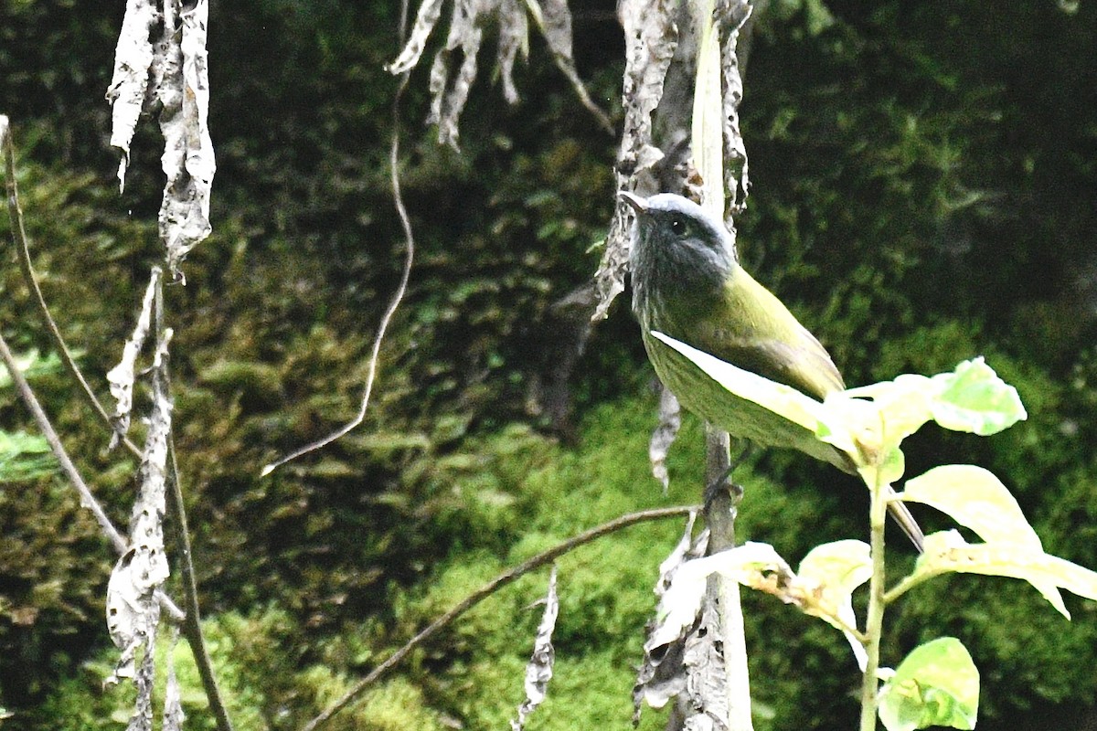 Streak-necked Flycatcher - ML637350321