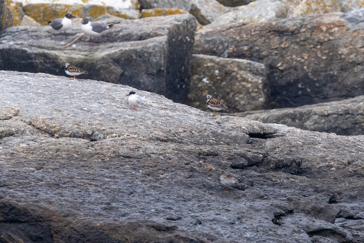 Ruddy Turnstone - ML637350397