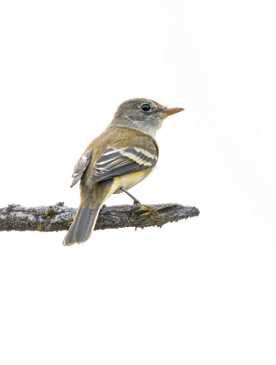 Willow Flycatcher - ML637350406