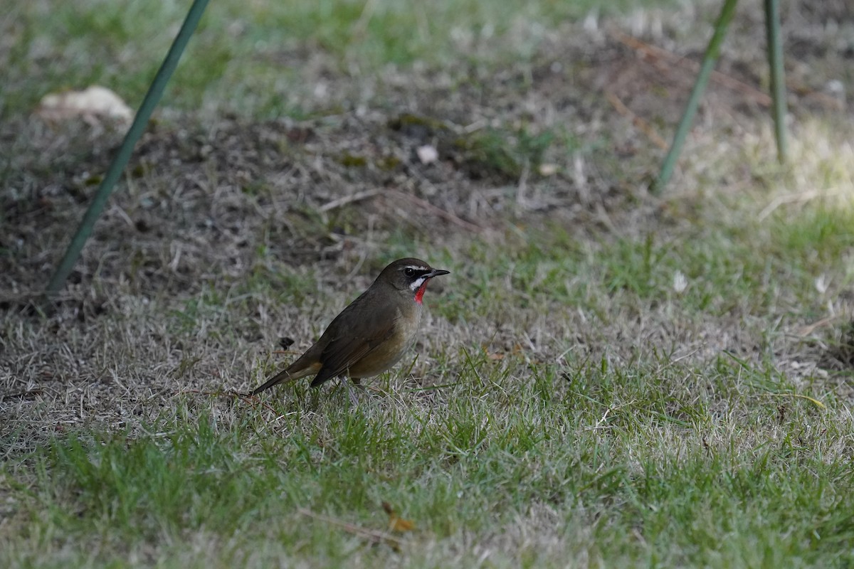 Siberian Rubythroat - ML637350493
