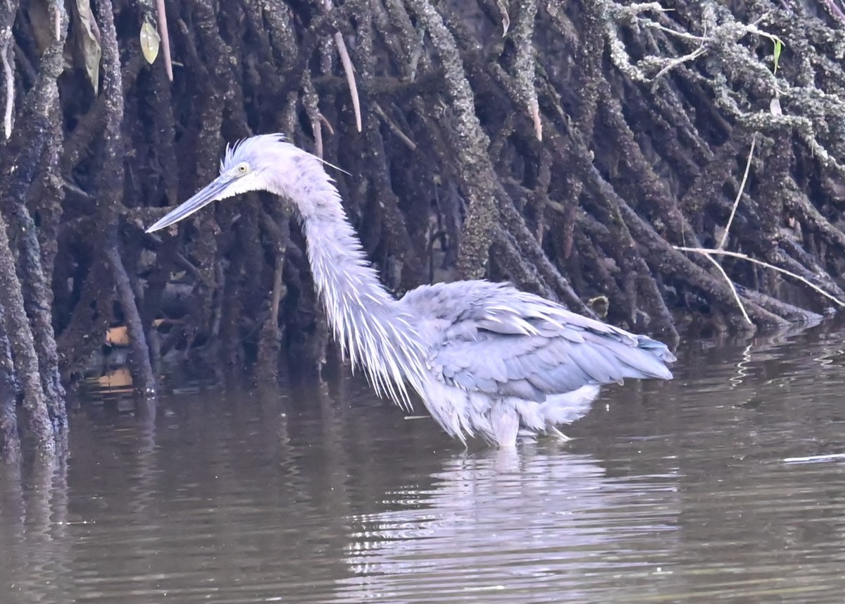 Great-billed Heron - ML637350656