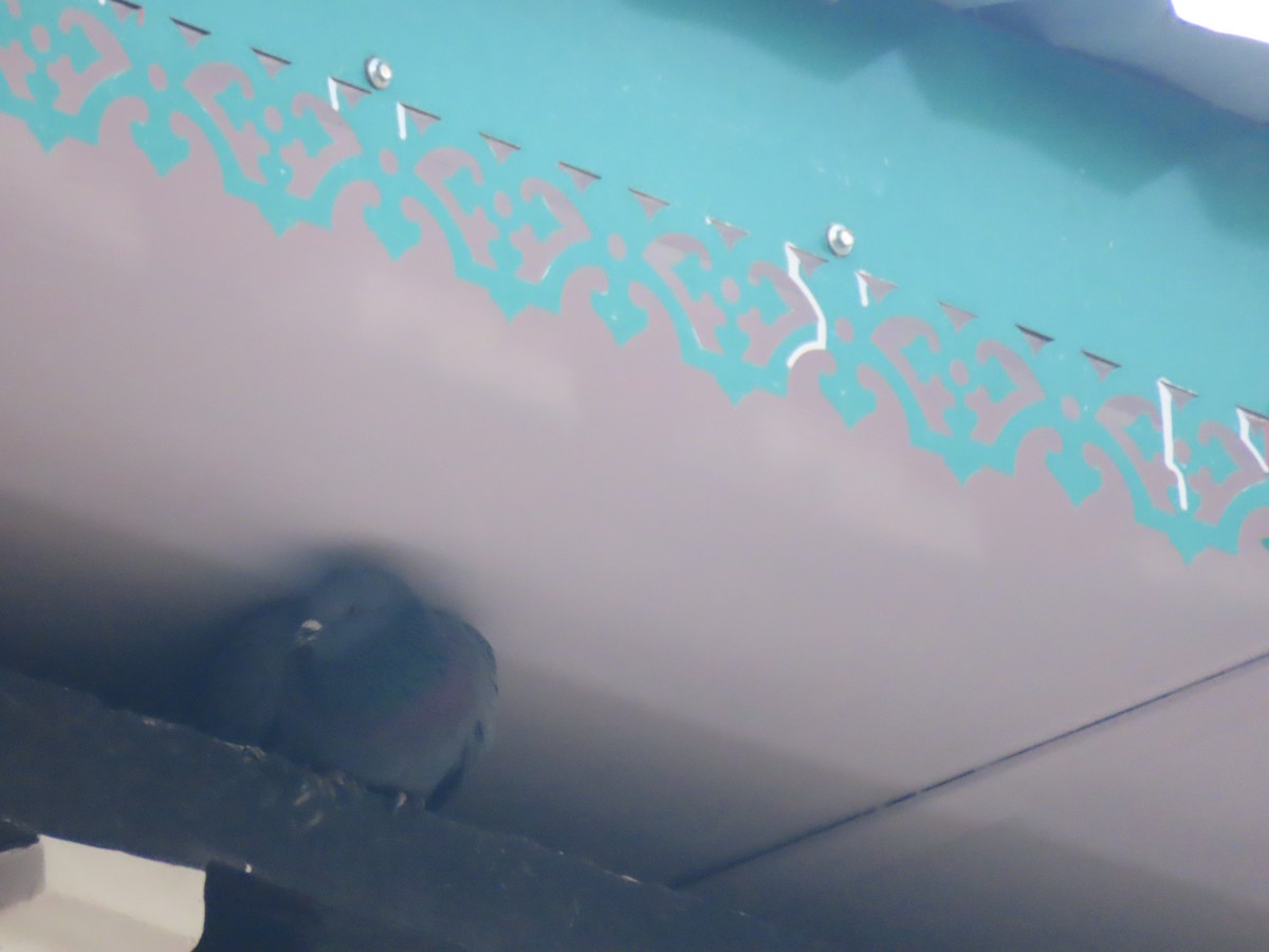 Pigeon des rochers - ML637350685