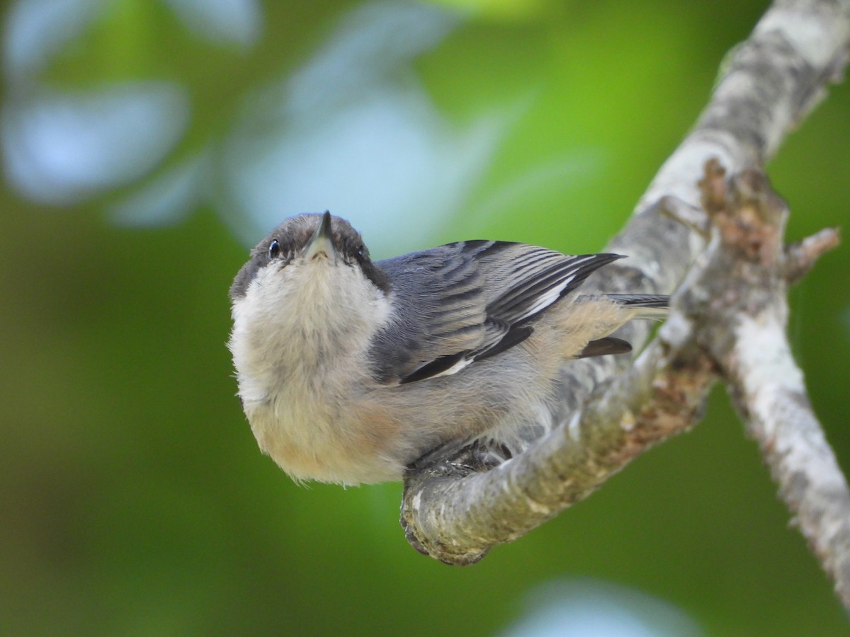 Brown-headed Nuthatch - ML637350702