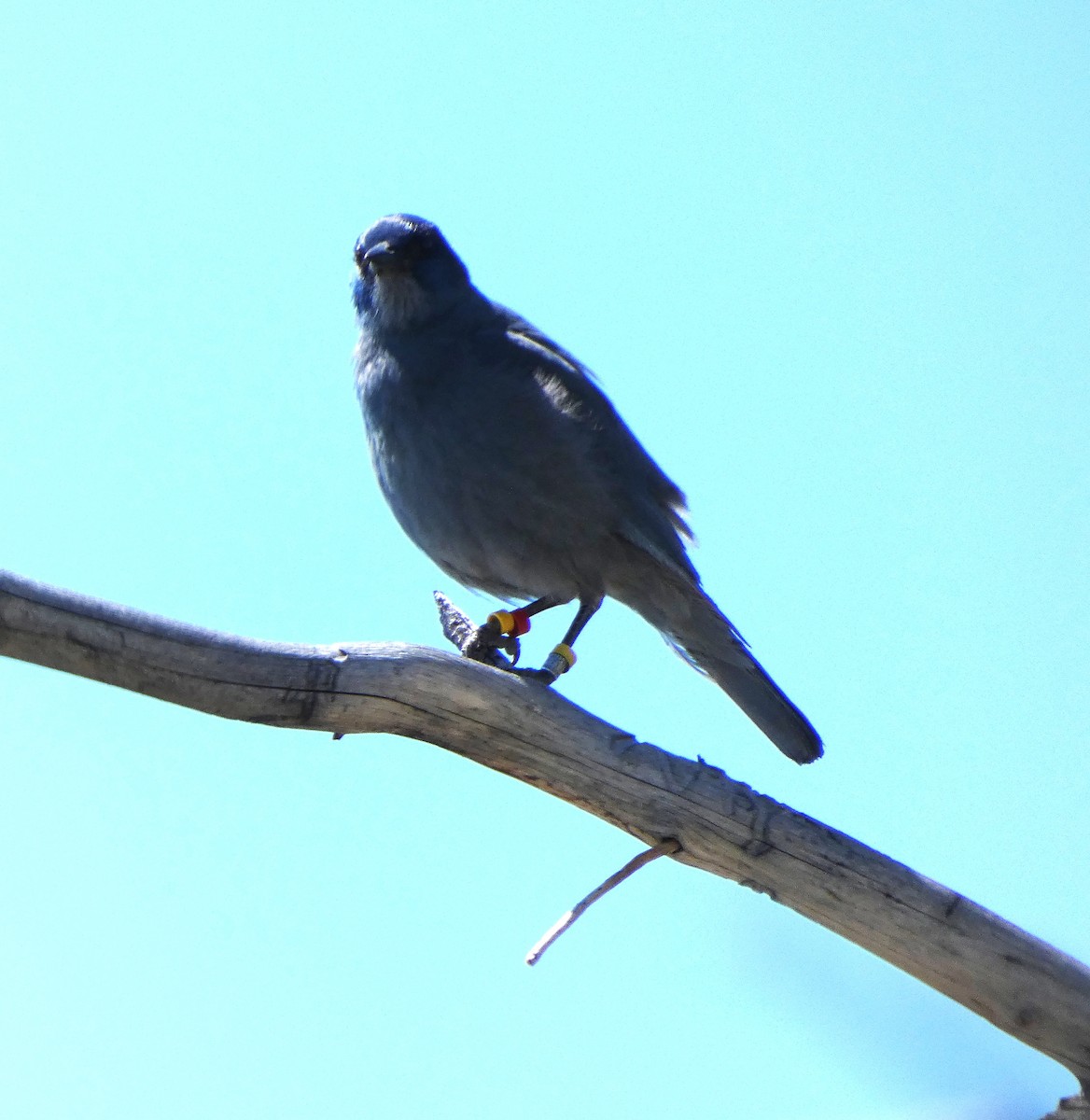 Pinyon Jay - ML637350707
